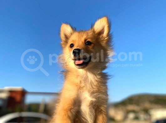 Uygun Bütçeli Çok Güzel Pomeranian Spitz Yavruları görsel