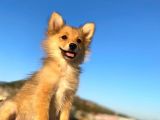Uygun Bütçeli Çok Güzel Pomeranian Spitz Yavruları