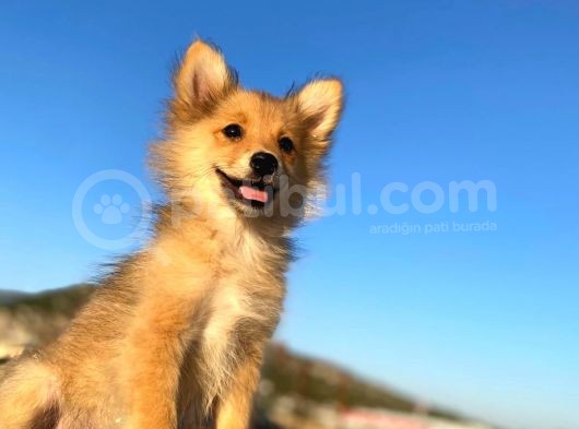 Uygun Bütçeli Çok Güzel Pomeranian Spitz Yavruları görsel