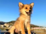 Uygun Bütçeli Çok Güzel Pomeranian Spitz Yavruları