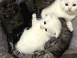 Beyaz Scottish Fold Tatlı Kedimize Aci̇l Yuva Arıyoruz