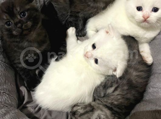 Beyaz Scottish Fold Tatlı Kedimize Aci̇l Yuva Arıyoruz görsel