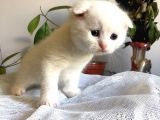 Beyaz Scottish Fold Tatlı Kedimize Aci̇l Yuva Arıyoruz