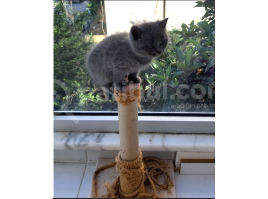 Bri̇ti̇sh Yavrularimiz Yeni̇ Sahi̇pleri̇ni̇ Bekli̇yor görsel