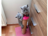 Bri̇ti̇sh Yavrularimiz Yeni̇ Sahi̇pleri̇ni̇ Bekli̇yor