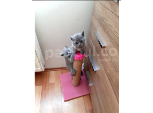 Bri̇ti̇sh Yavrularimiz Yeni̇ Sahi̇pleri̇ni̇ Bekli̇yor
