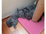 Bri̇ti̇sh Yavrularimiz Yeni̇ Sahi̇pleri̇ni̇ Bekli̇yor