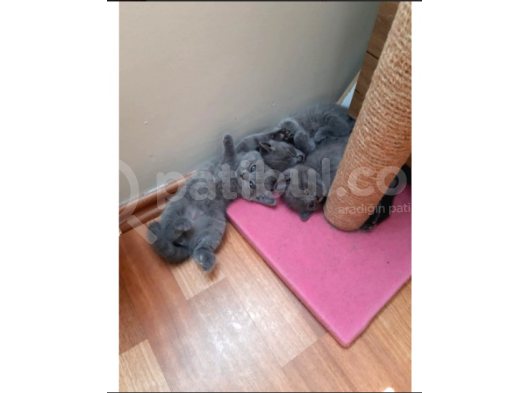 Bri̇ti̇sh Yavrularimiz Yeni̇ Sahi̇pleri̇ni̇ Bekli̇yor görsel