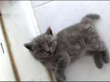 Bri̇ti̇sh Yavrularimiz Yeni̇ Sahi̇pleri̇ni̇ Bekli̇yor