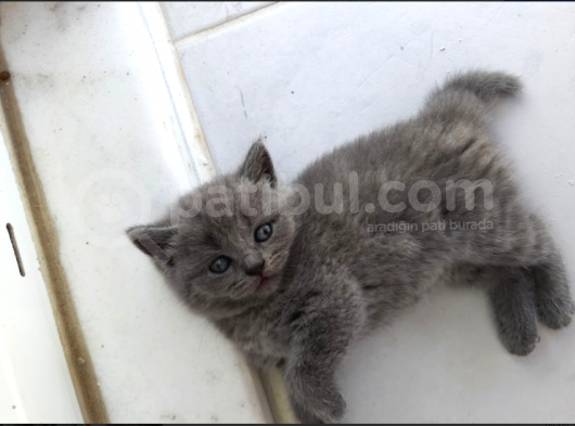 Bri̇ti̇sh Yavrularimiz Yeni̇ Sahi̇pleri̇ni̇ Bekli̇yor görsel