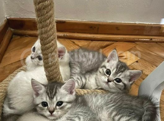 Yeni Yuvasını Arıyor görsel