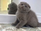 Ankara Scottish Fold