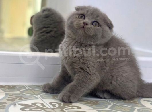 Ankara Scottish Fold görsel