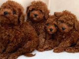 Red Toy Poodle Bebekler