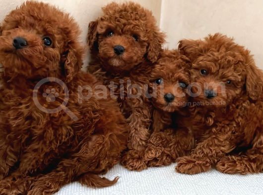 Red Toy Poodle Bebekler
