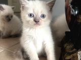 British Blue Point