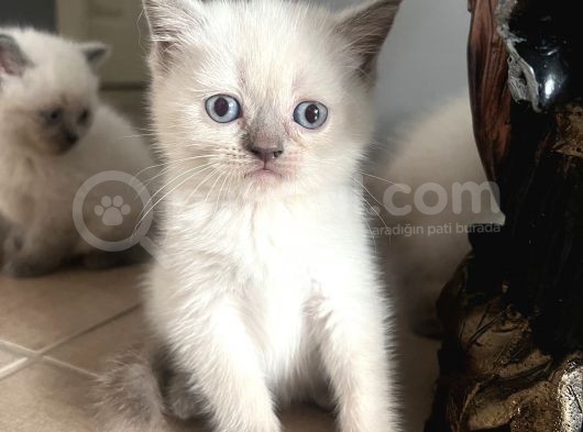 British Blue Point