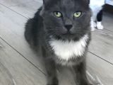 British Shorthair Dişi