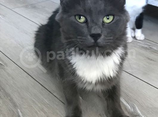 British Shorthair Dişi görsel