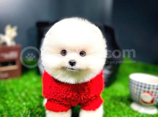 Irk Ve Sağlık Garantili Pomeranian Boo Yavrularımız