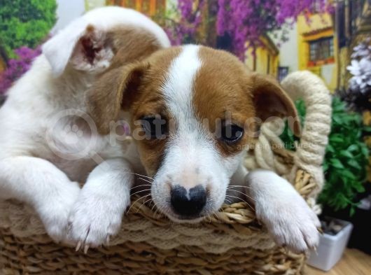 Muazzam Güzelli̇kte  Jack Russel Yavrularimiz