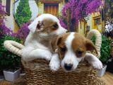 A Kali̇te Jack Russel Yavrularimiz
