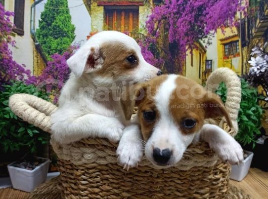 A Kali̇te Jack Russel Yavrularimiz