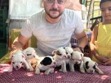 Vecihi Den Safkan Fransız Bulldog Yavruları