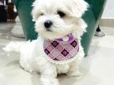Maltese Terri̇er Yavrulari