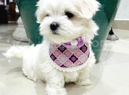 Maltese Terri̇er Yavrulari