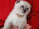Ankara Scottish fold