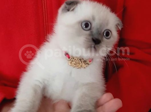 Ankara Scottish Fold