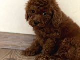 Red Toy Poodle Bebekler