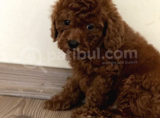 Red Toy Poodle Bebekler görsel