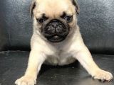 Orji̇nal Pug Mops Yavrulari