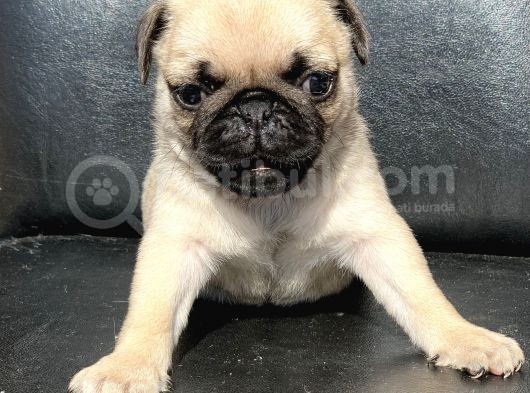 Orji̇nal Pug Mops Yavrulari görsel