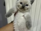 British Blue Point
