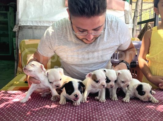 Vecihi Den Safkan Fransız Bulldog Yavruları görsel