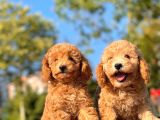 Toy Poodle Bebekler