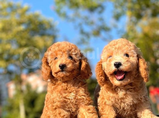 Toy Poodle Bebekler görsel