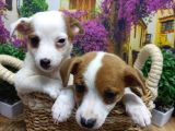 Muazzam Güzelli̇kte  Jack Russel Yavrularimiz