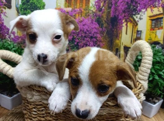 Muazzam Güzelli̇kte  Jack Russel Yavrularimiz görsel