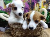 A Kali̇te Jack Russel Yavrularimiz