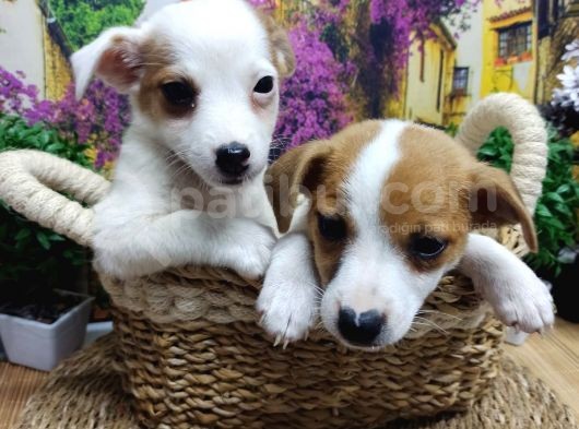 A Kali̇te Jack Russel Yavrularimiz görsel