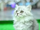 Orji̇nal Soy Belgeli̇  Ns25 Brti̇si̇h Longhai̇r