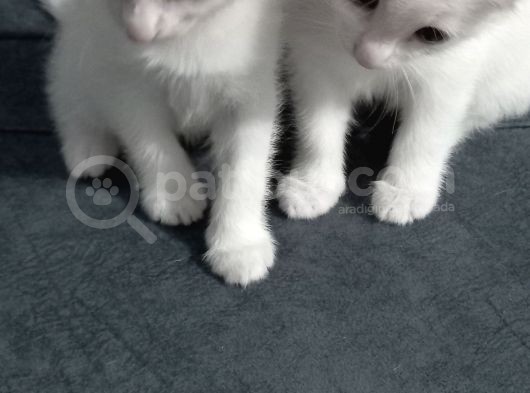 Van Ankara Karışımı Yavrularimiz görsel