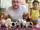 Vecihi Den Safkan Fransız Bulldog Yavruları