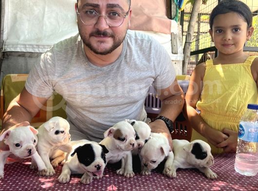 Vecihi Den Safkan Fransız Bulldog Yavruları görsel
