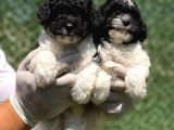 Nadi̇r Renk Harlequi̇n Toy Poodle Bebekler