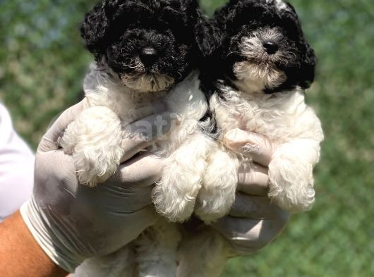 Nadi̇r Renk Harlequi̇n Toy Poodle Bebekler görsel